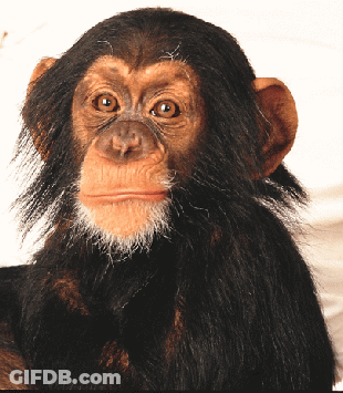 A Close Up Of A Chimpanzee 'S Face With A White Background GIF