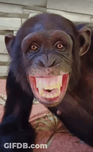 A Close Up Of A Chimpanzee 'S Face With Its Mouth Wide Open GIF