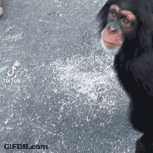 A Close Up Of A Chimpanzee Standing On A Concrete Surface . GIF