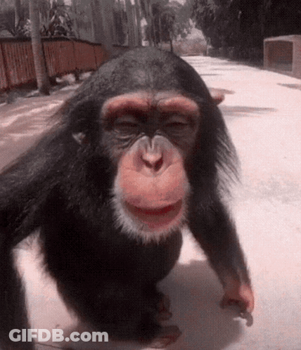 A Close Up Of A Chimpanzee Walking Down A Street GIF