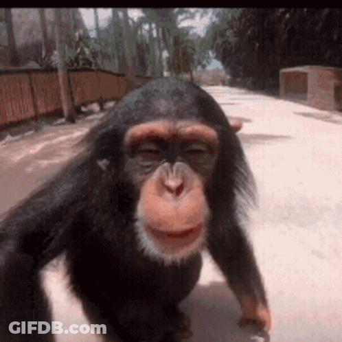 A Close Up Of A Chimpanzee Walking On A Road GIF