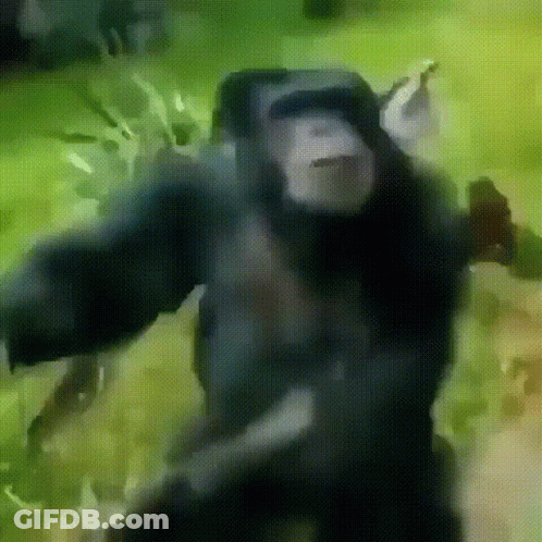 A Close Up Of A Chimpanzee Wearing A Helmet GIF