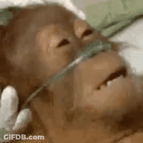 A Close Up Of A Chimpanzee With An Oxygen Mask On Its Face . GIF