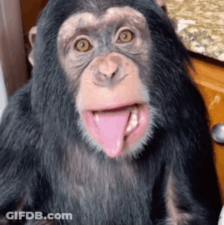 A Close Up Of A Chimpanzee With Its Tongue Sticking Out GIF