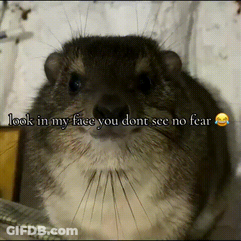 A Close Up Of A Chinchilla With The Words Look In My Face You Dont See No Fear Written Below It GIF