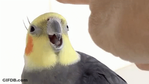 A Close Up Of A Cockatiel With Its Mouth Open Being Petted By A Person . GIF