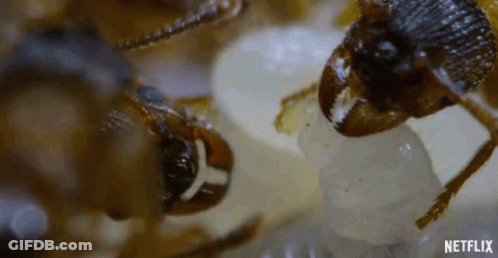 A Close Up Of A Cockroach Eating A Piece Of Food GIF