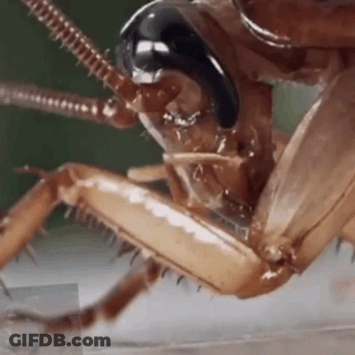 A Close Up Of A Cockroach 'S Head With Its Mouth Open . GIF