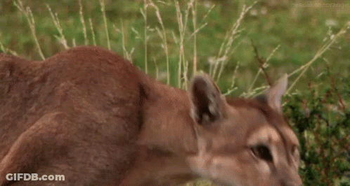 A Close Up Of A Cougar Looking At The Camera GIF