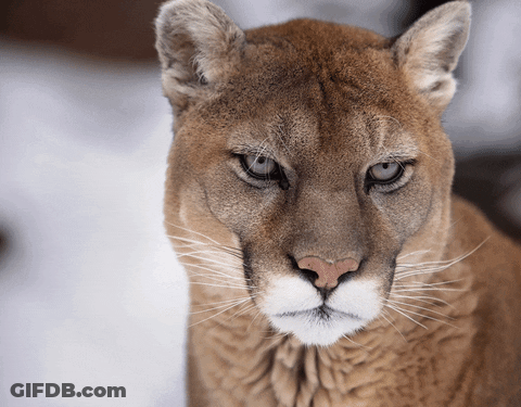 A Close Up Of A Cougar 'S Face Looking At The Camera GIF
