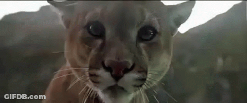 A Close Up Of A Cougar 'S Face Looking At The Camera . GIF