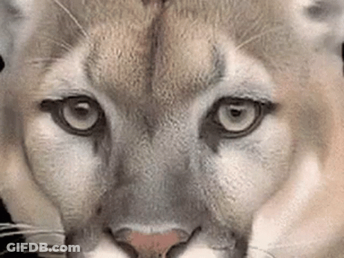 A Close Up Of A Cougar 'S Face Looking At The Camera GIF