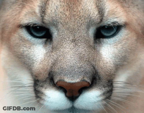 A Close Up Of A Cougar 'S Face With A Blue Eye GIF