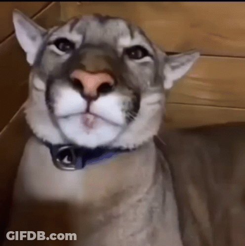 A Close Up Of A Cougar Wearing A Blue Collar . GIF