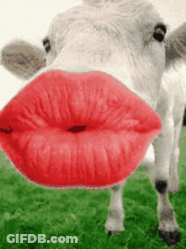 A Close Up Of A Cow With Red Lips On Its Face GIF