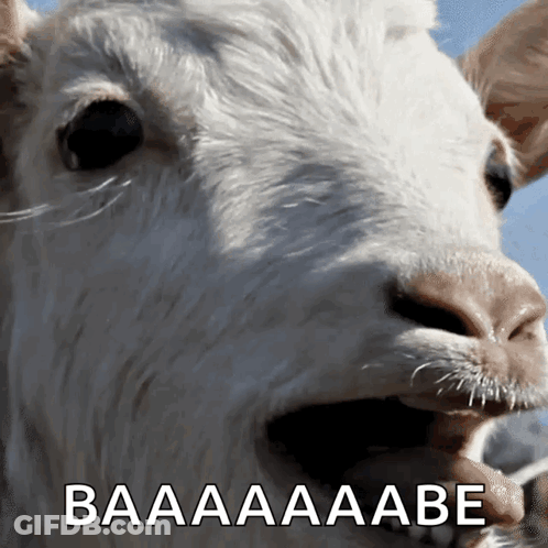 Cow Close Up Baaaaaabe Text GIF