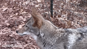 A Close Up Of A Coyote 'S Head With A Fence In The Background GIF
