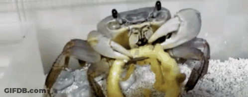 A Close Up Of A Crab With A Yellow Ring Around Its Neck GIF