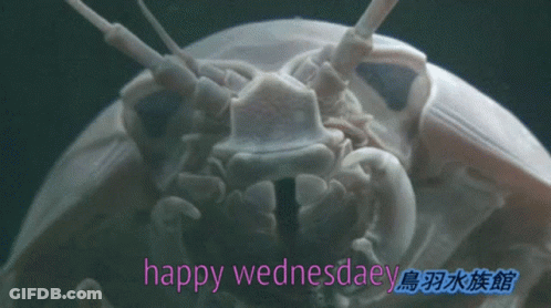 A Close Up Of A Crab With The Words Happy Wednesday In Pink GIF