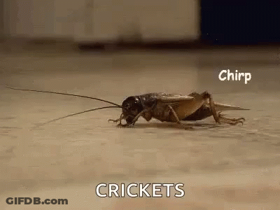 A Close Up Of A Cricket Crawling On A Floor . GIF