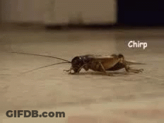 A Close Up Of A Cricket Crawling On A Floor . GIF