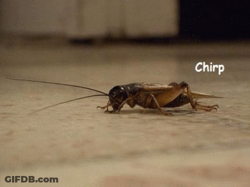 A Close Up Of A Cricket Crawling On A Floor . GIF