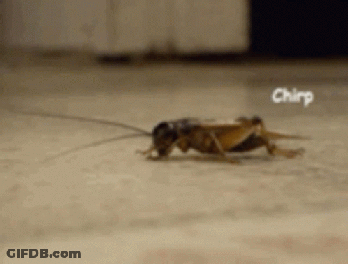 A Close Up Of A Cricket Crawling On The Floor With The Word Chirp In The Background . GIF