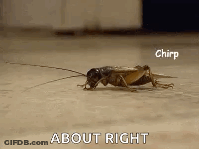 A Close Up Of A Cricket Crawling On The Floor With The Words `` About Right '' Written Above It . GIF