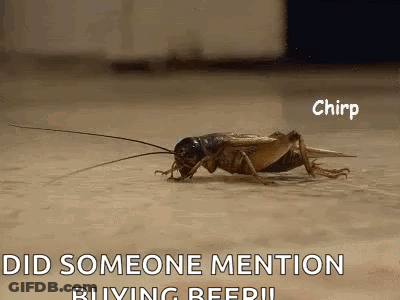 A Close Up Of A Cricket Crawling On The Ground . GIF