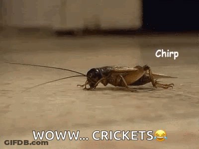 A Close Up Of A Cricket On The Floor With The Words Wow Crickets . GIF