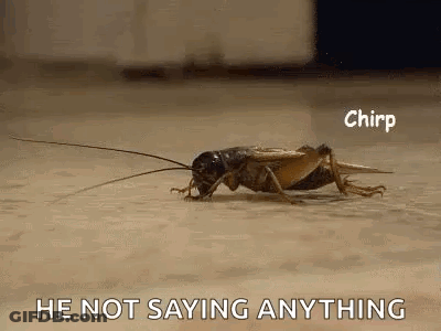 A Close Up Of A Cricket On The Ground With The Words `` He Not Saying Anything '' . GIF