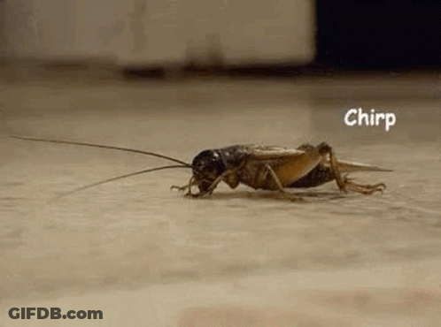 A Close Up Of A Cricket Walking On The Ground . GIF