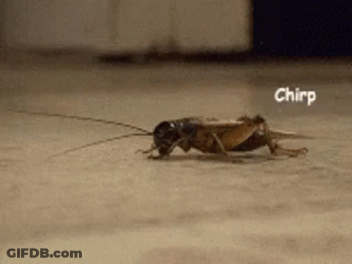 A Close Up Of A Cricket With The Word Chirp Written On It GIF