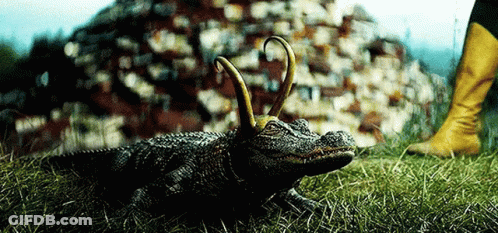 A Close Up Of A Crocodile Laying In The Grass Next To A Person Wearing Yellow Boots . GIF