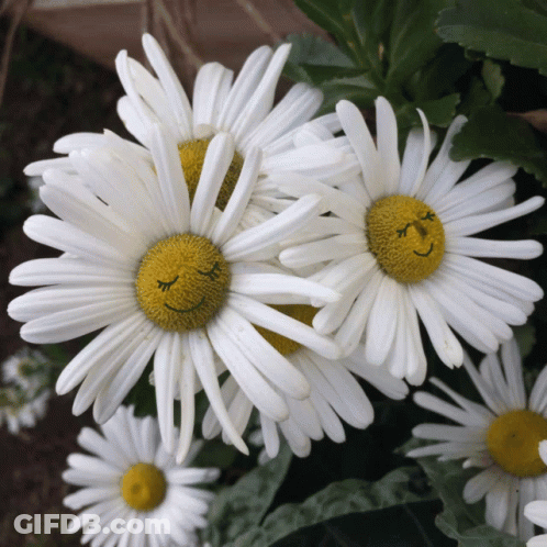 A Close Up Of A Daisy With A Smiley Face On It GIF