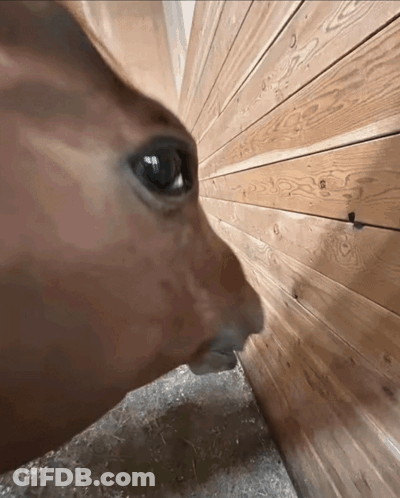 A Close Up Of A Deer 'S Face Looking At A Wooden Wall GIF