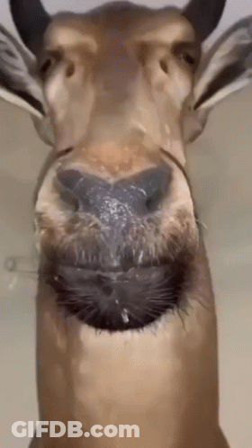 A Close Up Of A Deer 'S Nose With Water Dripping From It GIF