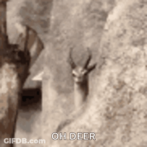A Close Up Of A Deer Standing Next To A Rock Wall . GIF