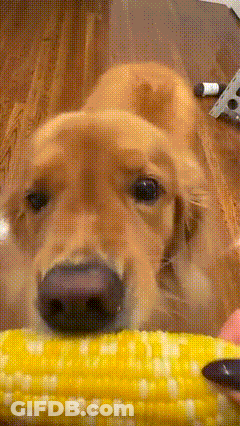 A Close Up Of A Dog Eating A Piece Of Corn GIF