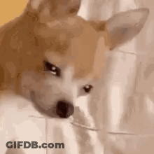A Close Up Of A Dog Eating A Piece Of Food From A Glass . GIF