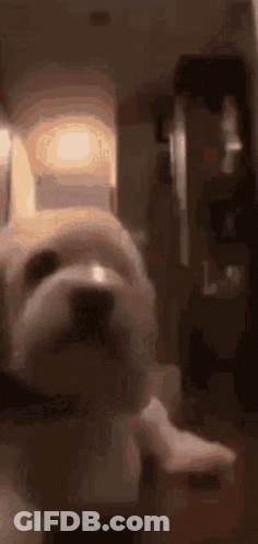 A Close Up Of A Dog Holding A Piece Of Paper In Front Of A Refrigerator Door . GIF