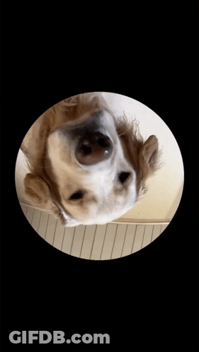 A Close Up Of A Dog In A Circle With A Black Background GIF