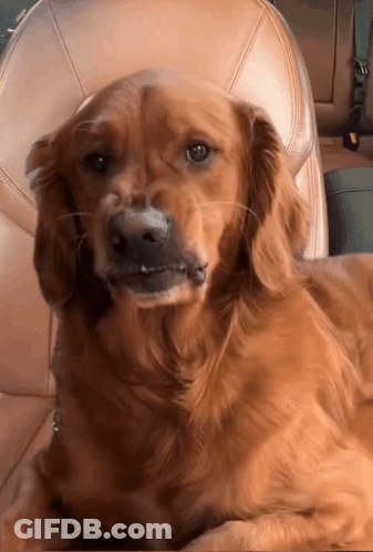 A Close Up Of A Dog Laying In A Car GIF