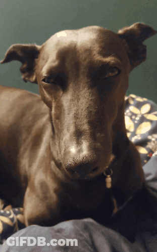 A Close Up Of A Dog Laying On A Bed Looking At The Camera GIF