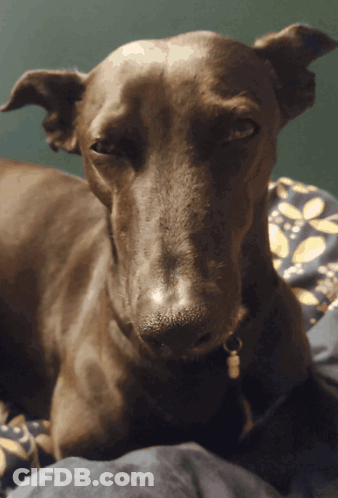 A Close Up Of A Dog Laying On A Bed With A Floral Blanket GIF