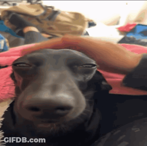 A Close Up Of A Dog Laying On A Bed With A Person Petting It GIF