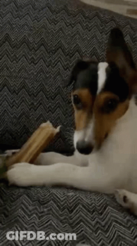 A Close Up Of A Dog Laying On A Couch With A Bone In Its Mouth . GIF