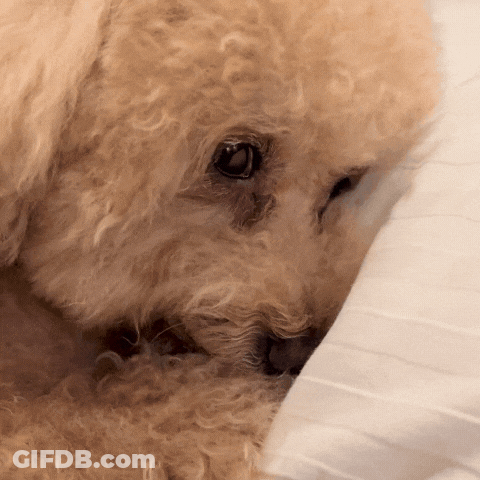 A Close Up Of A Dog Laying On A Pillow GIF