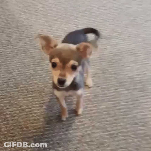 A Close Up Of A Dog Laying On The Floor With A Blurry Background . GIF