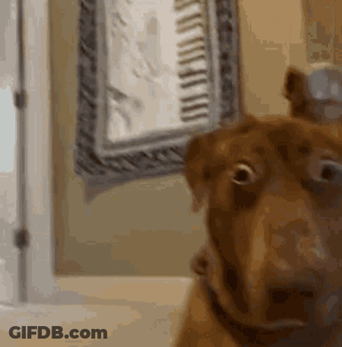 A Close Up Of A Dog Looking At The Camera In Front Of A Mirror GIF